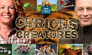 Curious Creatures