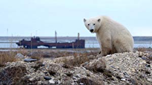 Life in Polar Bear Town with Gordon Buchanan