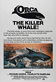 Orca der Killerwal